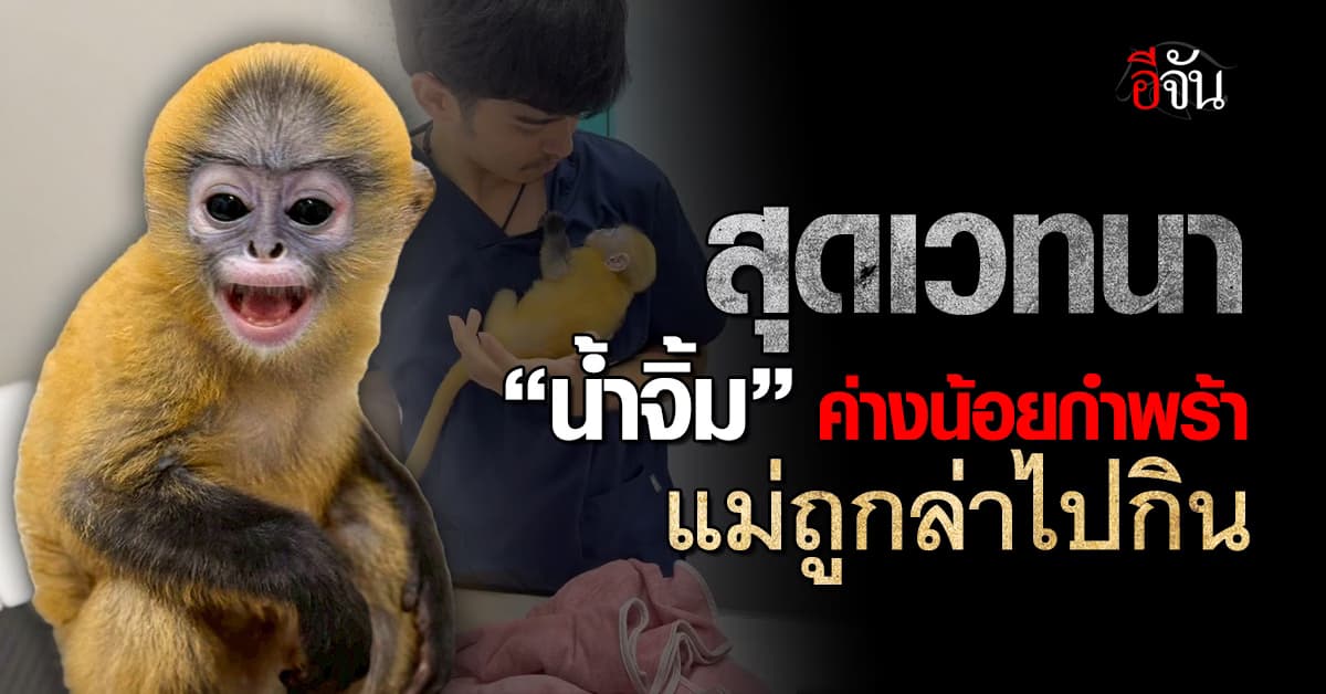 สุดเศร้า น้องน้ำจิ้ม ค่างน้อยกำพร้า แม่ถูกล่าไปกิน ซ้ำยังป่วยหนัก ชาวเน็ตแห่เอาใจช่วย