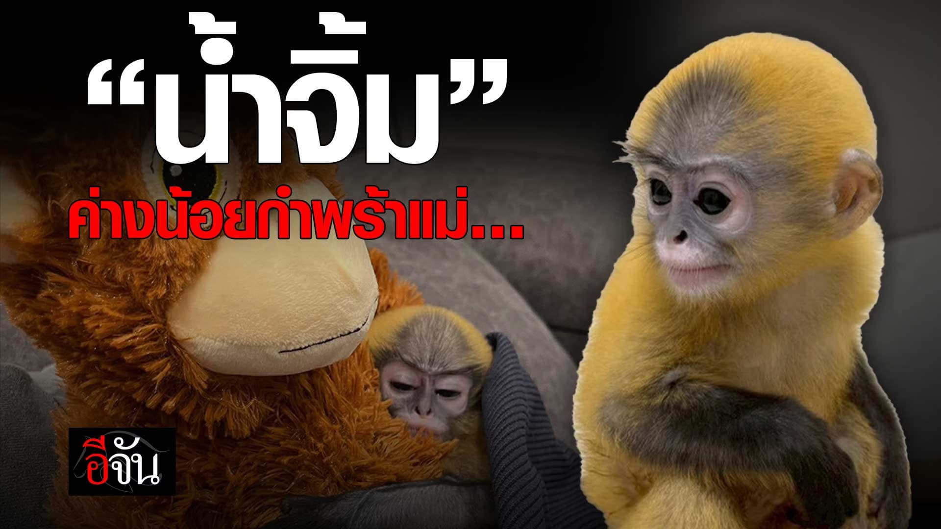 🎬 ค่างน้อย “น้ำจิ้ม” แม่ถูกล่าไปกิน เหลือตัวเดียวลำพัง