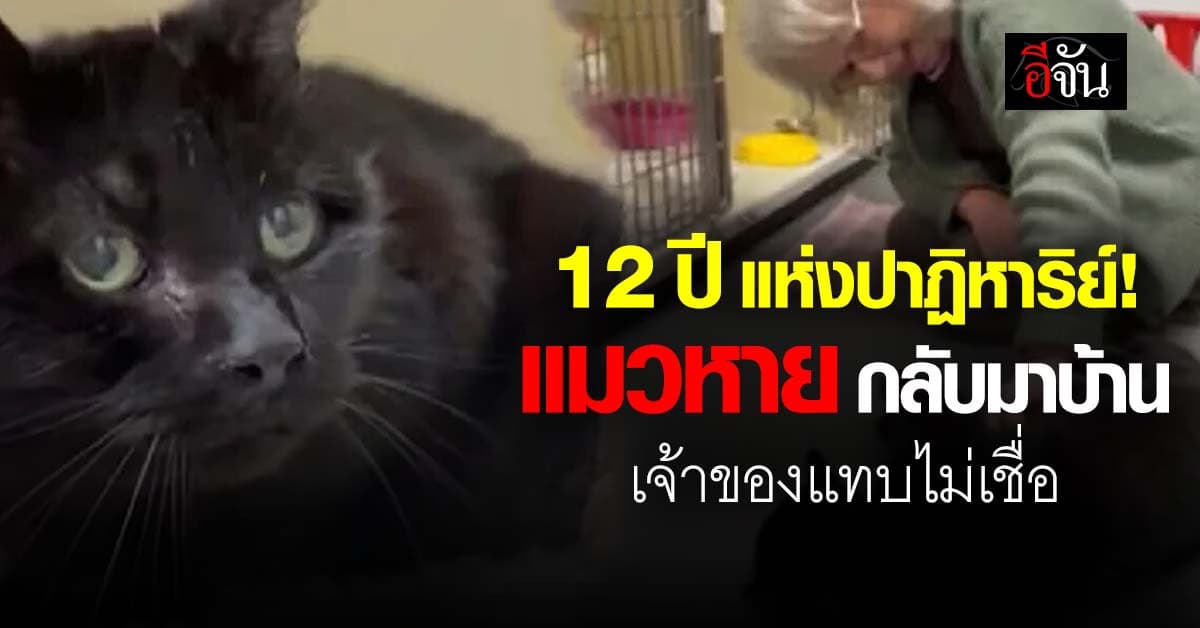 แมวหายจากบ้าน 12 ปี อยู่ดี ๆ กลับมาบ้าน เจ้าของแทบไม่เชื่อสายตา