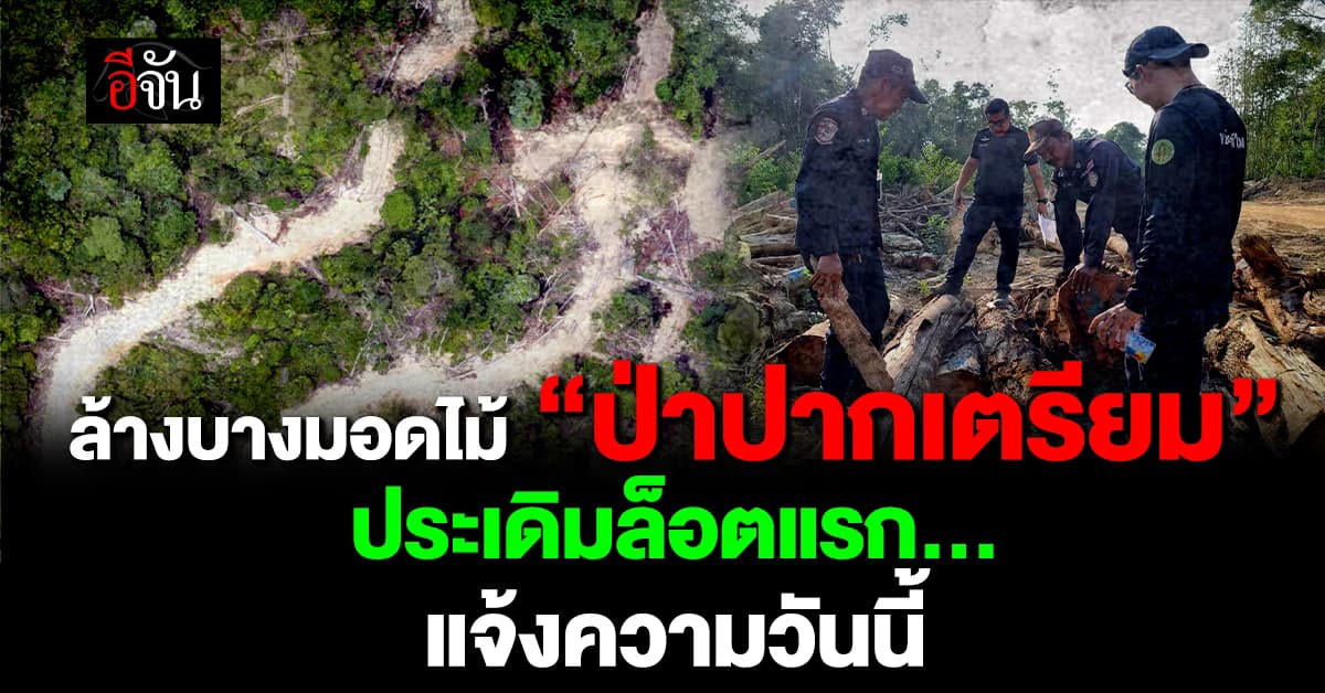 ล้างบางมอดไม้ “ป่าปากเตรียม”ประเดิม ล็อตแรก 438 ท่อนเสียหายยับ 50 ล้าน
