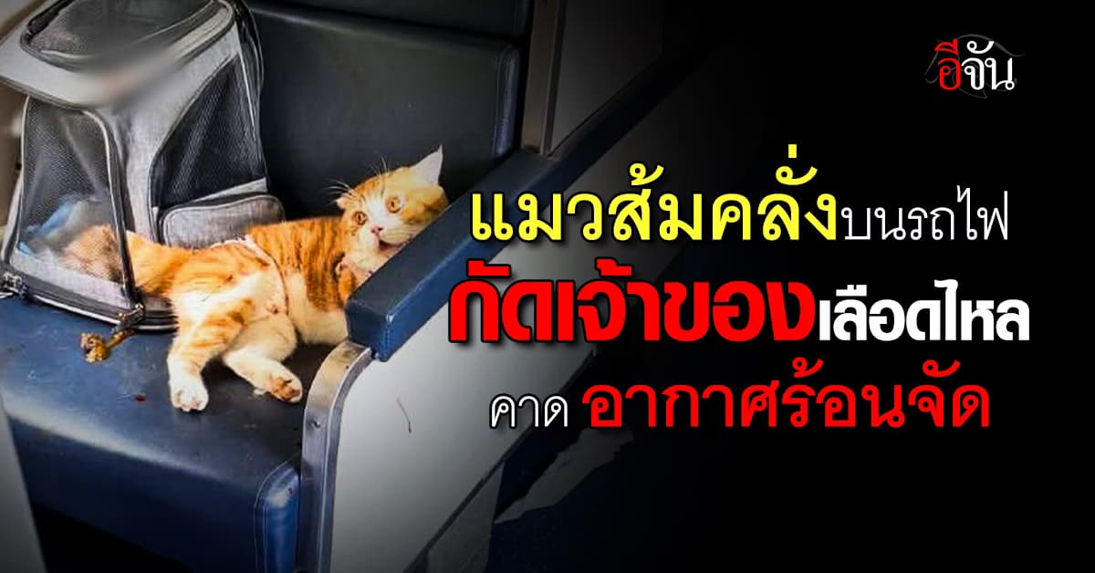 แมวส้มคลั่งบนรถไฟ กัดเจ้าของเลือดท่วม คาด อากาศร้อนจัด