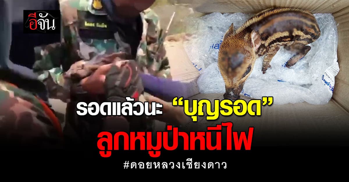“บุญรอด” ลูกหมูป่าหนีไฟ หลงจากแม่ สภาพไหม้เกรียม โชคดีชาวบ้านช่วยทัน