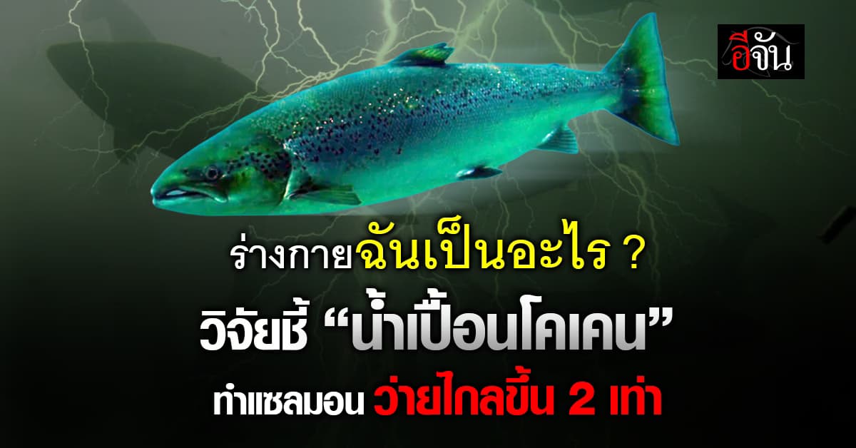 วิจัยชี้ “น้ำเปื้อนโคเคน” ทำปลาแซลมอน ว่ายน้ำไกลขึ้น 2 เท่า