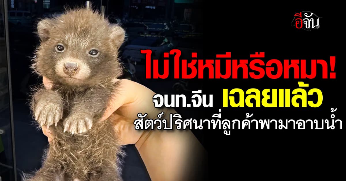 ไม่ใช่หมีหรือหมา! เจ้าหน้าที่จีน เฉลยแล้ว สัตว์ปริศนาที่ลูกค้าพามาอาบน้ำ 