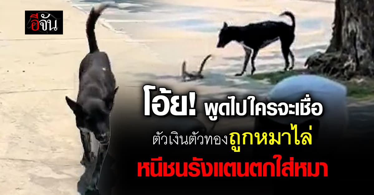 โอ้ย! พูดไปใครจะเชื่อ “ตัวเงินตัวทอง” ถูกหมาไล่ หนีชนรังแตนตกใส่หมา
