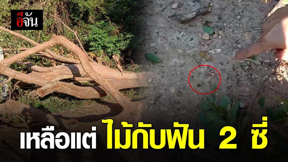 คนร้ายลอบตัดไม้พะยูง ไม้เกิดล้มทับฟันหัก 2 ซี่