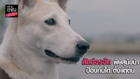 สัตว์จรจัด พิษสุนัขบ้า ป้องกันได้ตั้งแต่ต้น