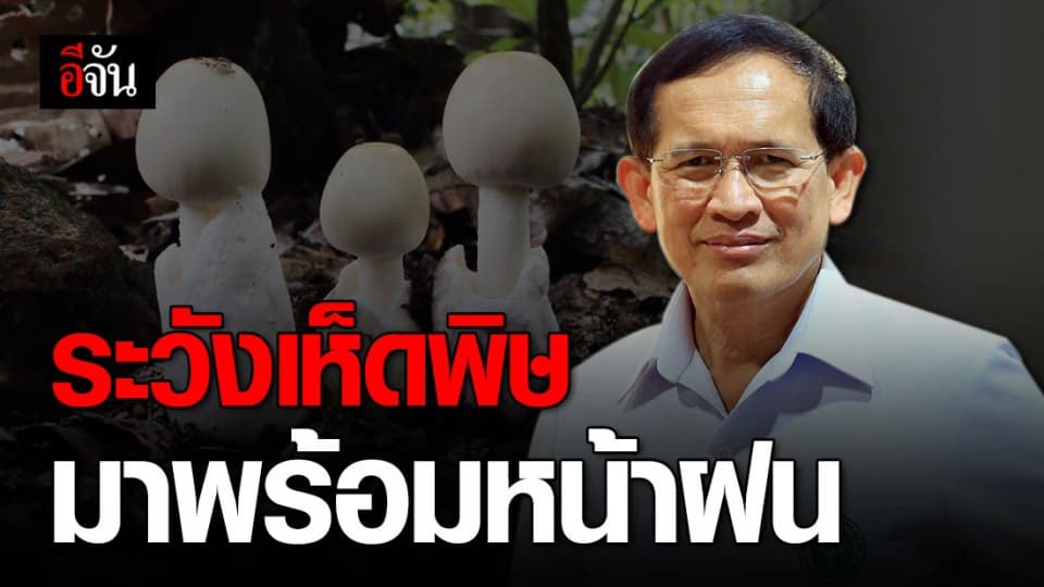 กรมควบคุมโรค เตือน ระวังเห็ดพิษที่มาพร้อมกับฤดูฝน เสี่ยงเสียชีวิตได้