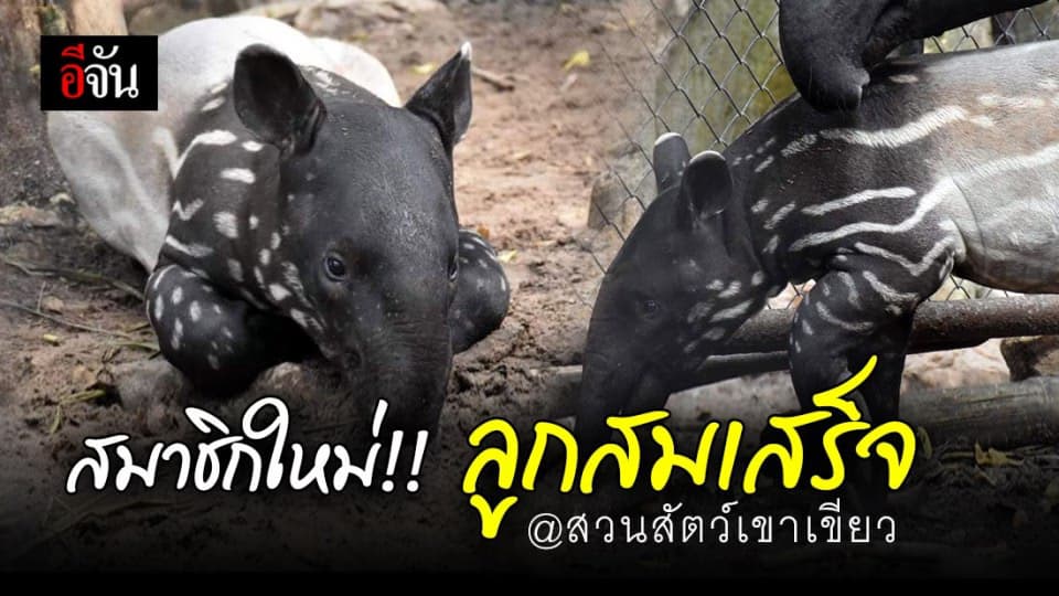 น่าเอ็นดู…สวนสัตว์เปิดเขาเขียว ได้สมาชิกใหม่ “ลูกสมเสร็จ” สัตว์ป่าสงวน