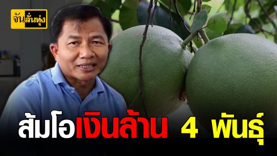 50 ล้าน พิจิตรโกยรายได้ส่งออกส้มโอ
