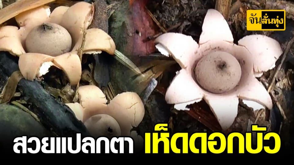 สวยแปลกตา เห็ดดอกบัวบานทั่วหมู่บ้าน