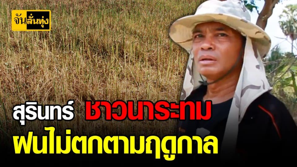 แล้งหนัก ! ข้าวหอมมะลิสุรินทร์ ยืนต้นตายฝนไม่ตกต้องตามฤดุกาล