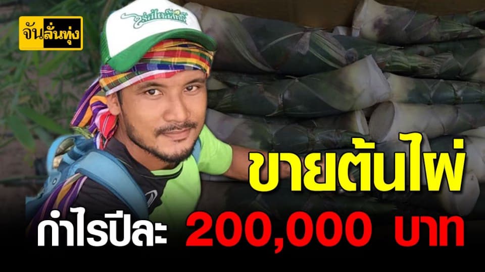 หนุ่มเมืองเลยลาออกจากโรงงาน มาปลูกต้นไผ่บงหวานเพชรน้ำผึ้ง สร้างรายได้หลักแสนบาท