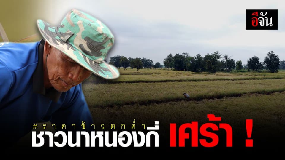 ชาวนาหนองกี่ ช้ำใจ ! ปีนี้น้ำท่วมนา แล้วยังเจอราคาข้าวตกต่ำซ้ำเติม !