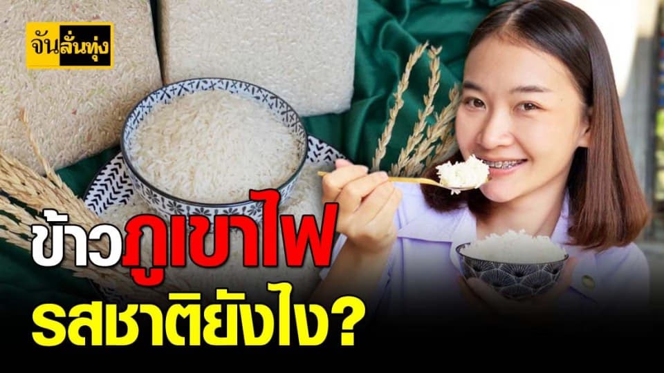 บุรีรัมย์ปลูก ข้าวหอมมะลิ อินทรีย์ จาก ดินภูเขาไฟ