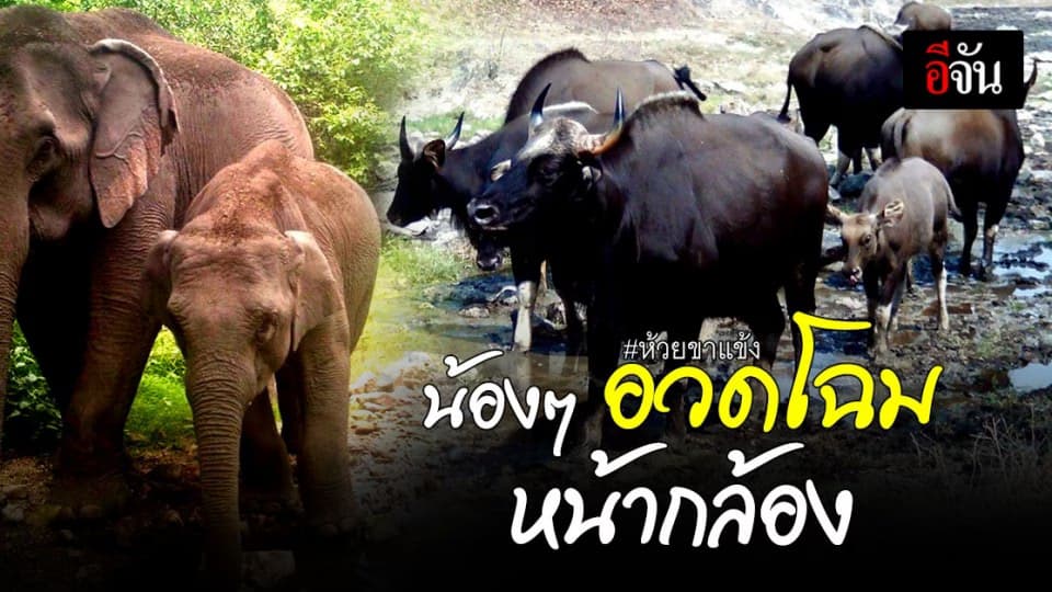 ผืนป่า ห้วยขาแข้ง สมบูรณ์! น้องๆ สัตว์ป่าอวดโฉมผ่านกล้องดักถ่ายเพียบ