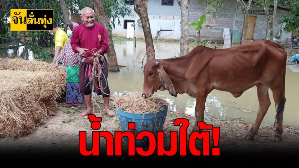 กรมปศุสัตว์ เร่งช่วย น้ำท่วม 4 จังหวัด ภาคใต้