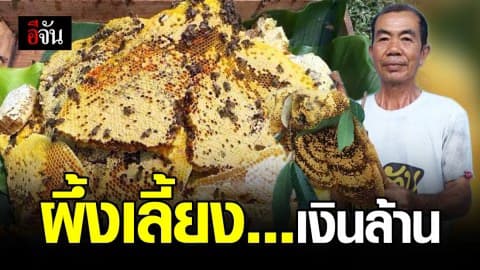 เลี้ยงผึ้ง อาชีพสุดเสี่ยง หนทางสู่เงินล้าน