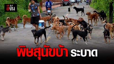 กรมปศุสัตว์ เตือน ตลาดขวัญ นนทบุรี เป็นพื้นที่เสี่ยงภัยพิษสุนัขบ้า