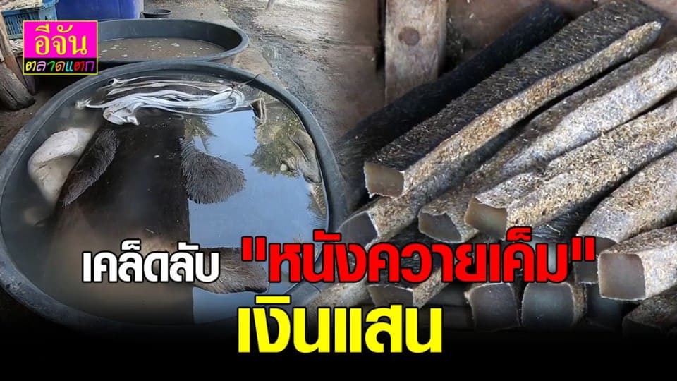 หนังควายเค็ม สู้โควิด19 สร้างเงินแสนช่วงฤดูหนาว