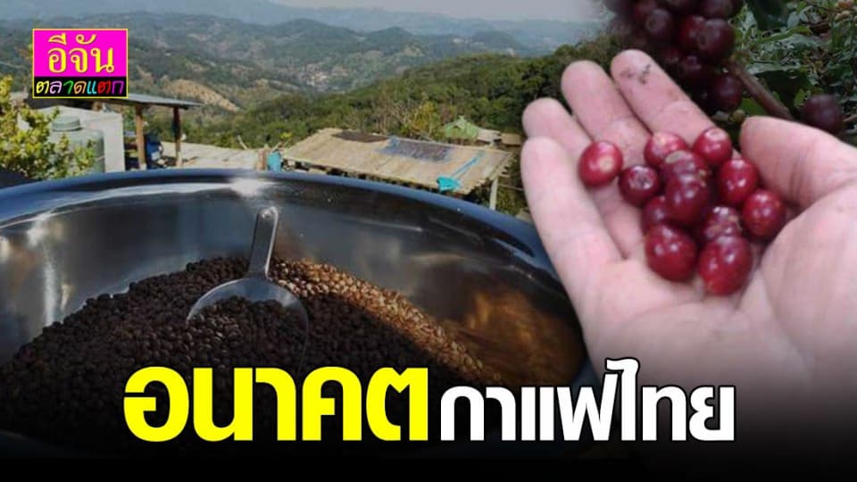 กาแฟ ชนิดพิเศษอีกทางเลือกหนึ่งอนาคต กาแฟไทย