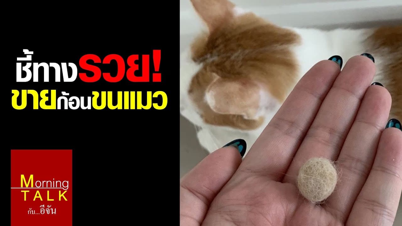 ขายก้อนขนแมว