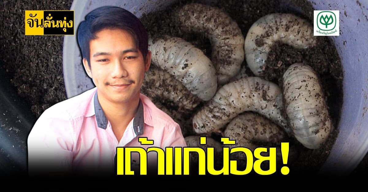 หนุ่มน้อยพะเยา ใช้เวลาว่างเลี้ยง ด้วงกว่างชน สร้างรายได้เสริม