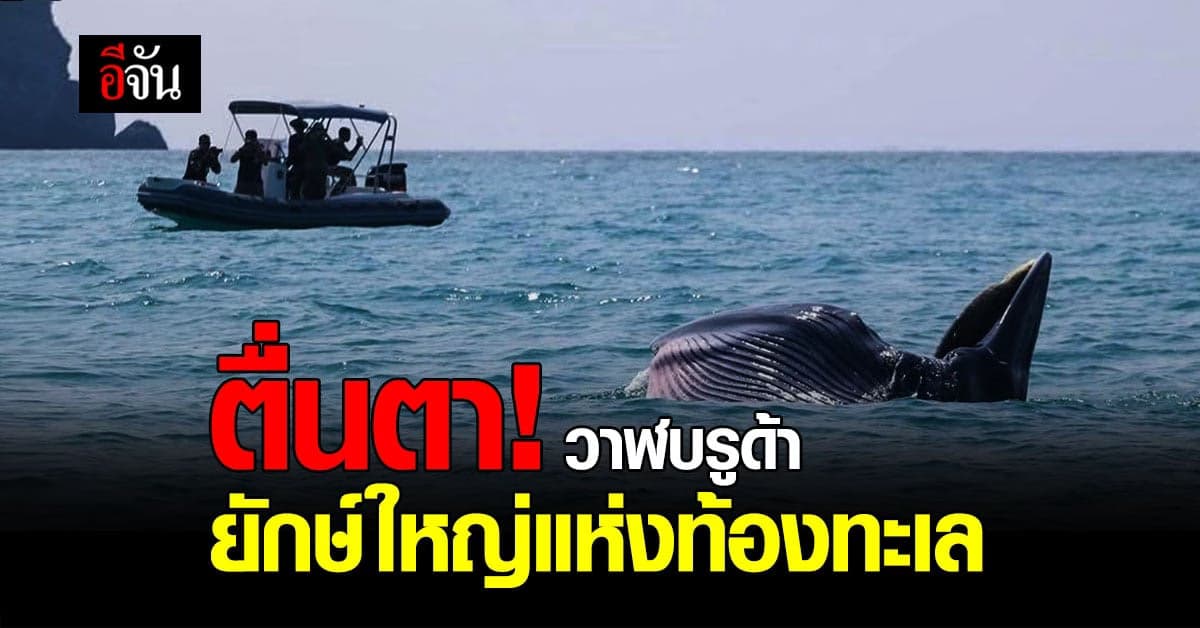 ยักษ์ใหญ่แห่งท้องทะเล วาฬบรูด้า โผล่หมู่เกาะอ่างทอง จ.สุราษฎร์ธานี