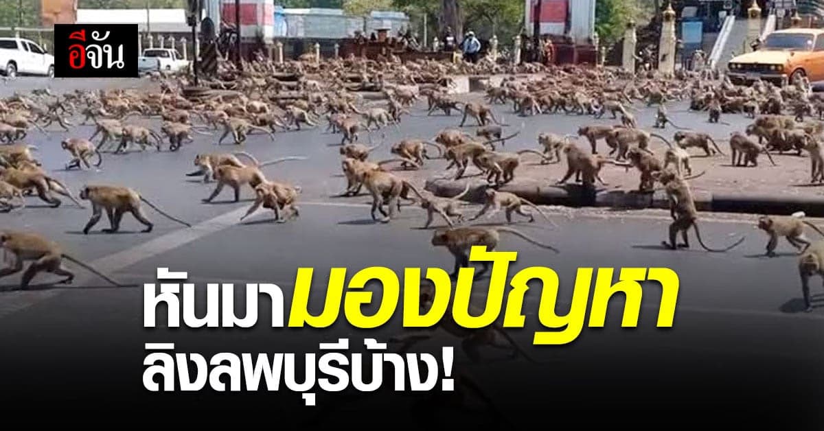 ชาวบ้านลพบุรี วอน กรมอุทยานฯ หันมองปัญหา ลิงลพบุรี บ้าง