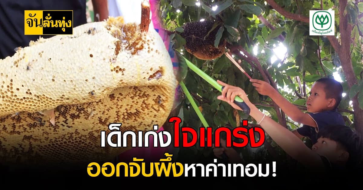 ปิดเทอมนี้มีรวย! เด็กน้อยกาฬสินธุ์รวมตัวจับ ผึ้งมิ้ม ขายจนได้ค่าเทอม