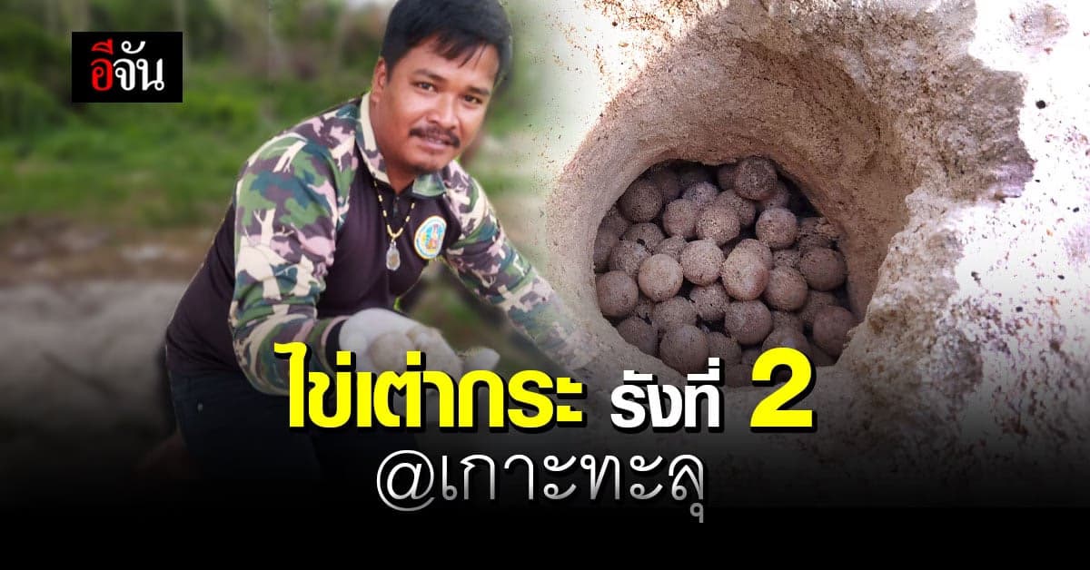 อุทยานแห่งชาติอ่าวสยาม พบ เต่ากระ ขึ้นมาวางไข่เป็นรังที่ 2 บน เกาะทะลุ