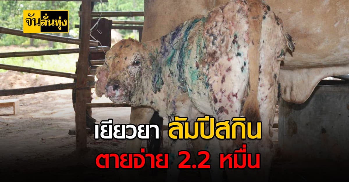 เปิดเกณฑ์เยียวยาวัวควายติด ลัมปีสกิน ตายจ่ายตามสูงสุด 22,000 บาท