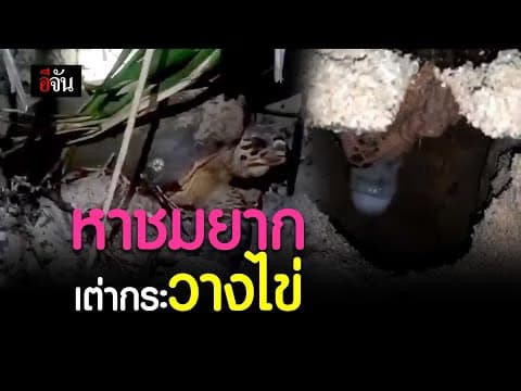 (Video) หาชมยาก เต่ากระวางไข่