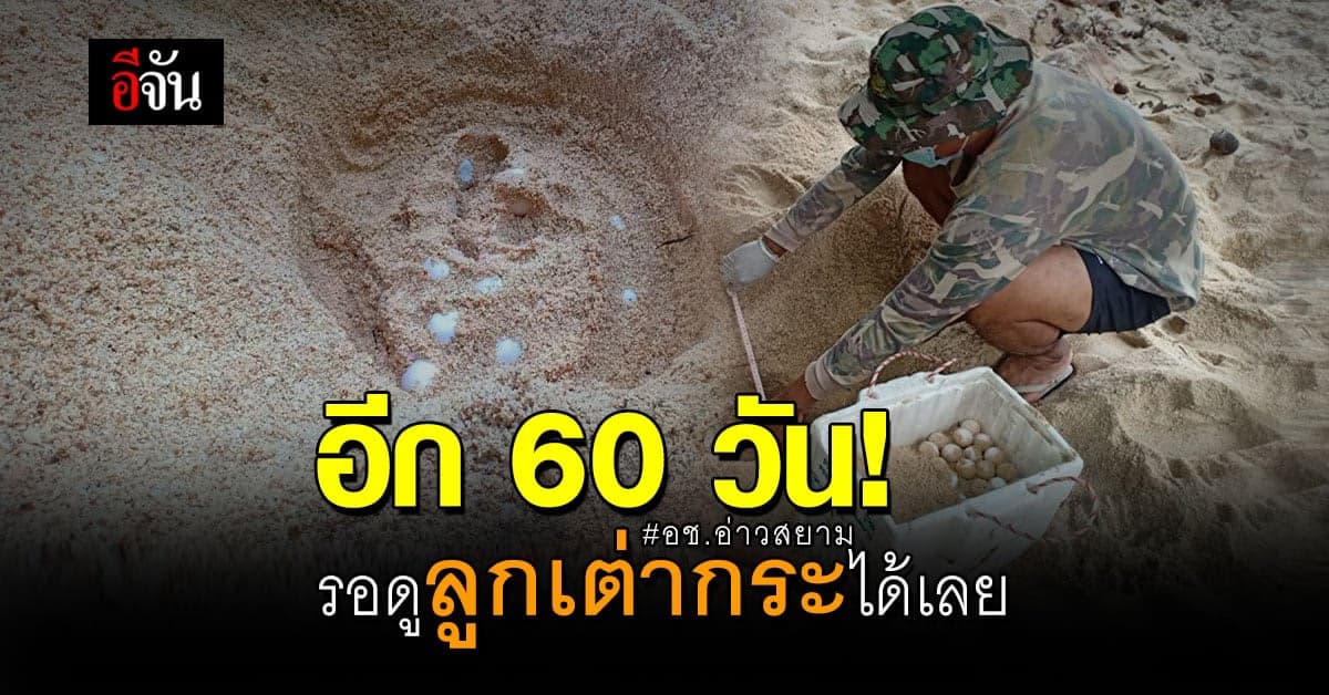 แม่เต่ากระ ขึ้นวางไข่รังที่ 7 อุทยานแห่งชาติอ่าวสยาม จ.ประจวบคีรีขันธ์