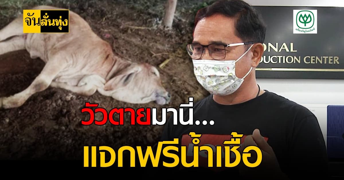 กลุ่มเกษตรกรชาววัว ไม่ทิ้งกันแจก น้ำเชื้อวัวพันธุ์ ซับทุกข์คนเลี้ยงวัวตาย เพราะติดโรค ลัมปีสกิน
