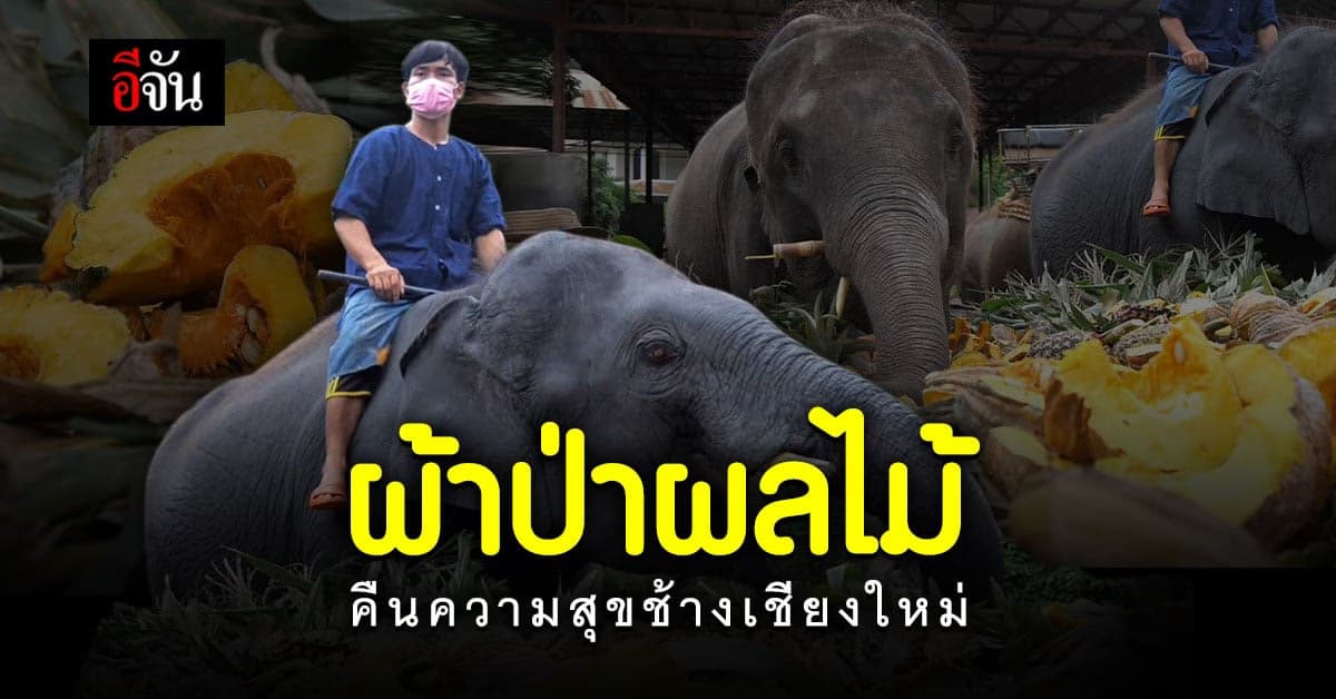 ปางช้าง จ.เชียงใหม่ ทุกข์เพราะโควิดนาน 2 ปี วันนี้มี ผู้ใจบุญ ระดมทุน ทอดผ้าป่าผลไม้ คืนความสุขให้ช้าง