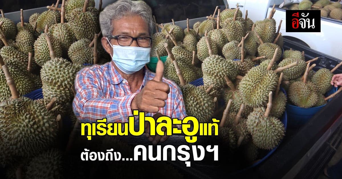 สหกรณ์การเกษตรห้วยสัตว์ใหญ่ คึกคัก ชาวสวน ทุเรียนป่าละอู ขนมาขายเต็มกระบะ ตั้งเป้า 70 ตัน ถึงคน กทม.