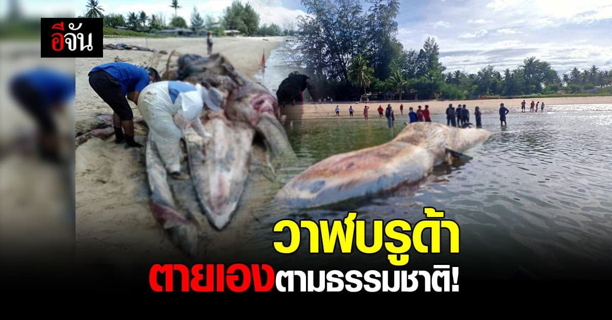 สัตวแพทย์ ยืนยัน ผลพิสูจน์ซาก วาฬบรูด้า เกาะทะลุ ตายธรรมชาติ