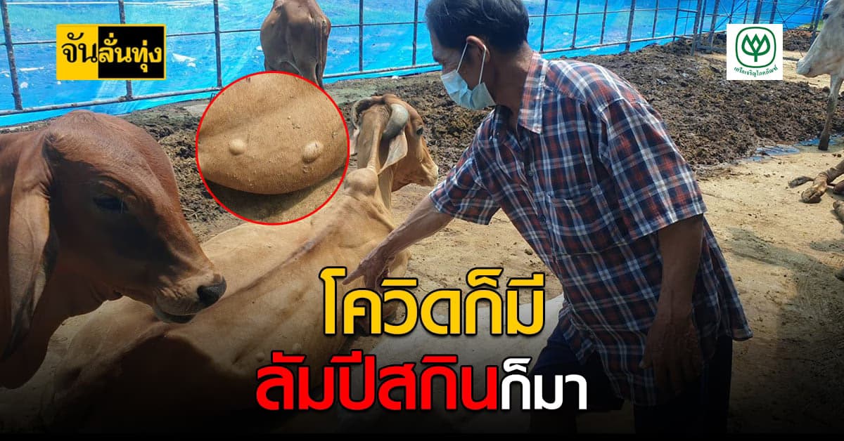 สาวฟาร์มวัวอุทัยธานีเครียด พ่อพันธุ์วัวติด ลัมปีสกิน หวั่นสูญเงินล้าน