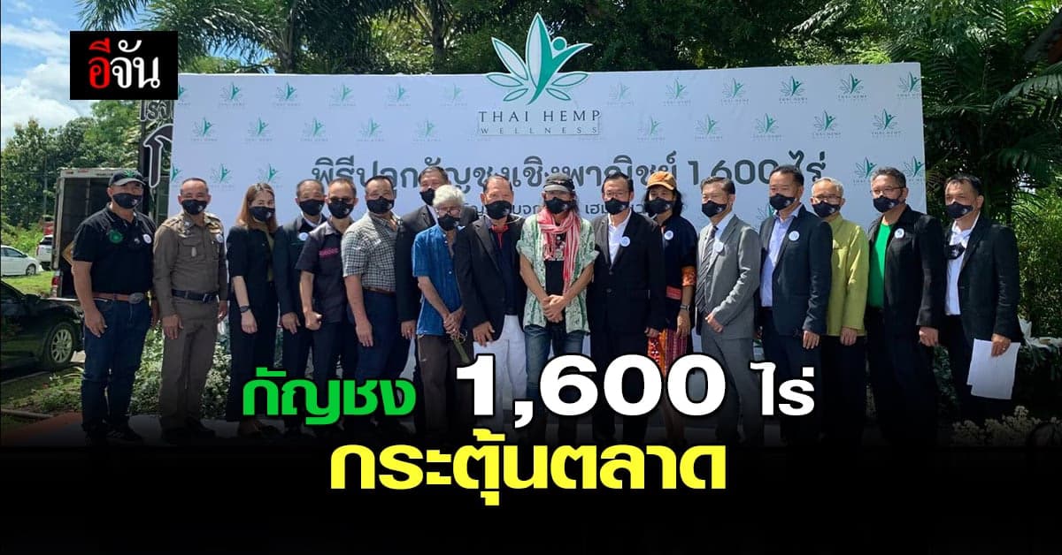 ไทย เฮมพ์ เวลเนส ร่วมกับ SAPPE ปลูกกัญชง 1,600 ไร่ กระตุ้นตลาด