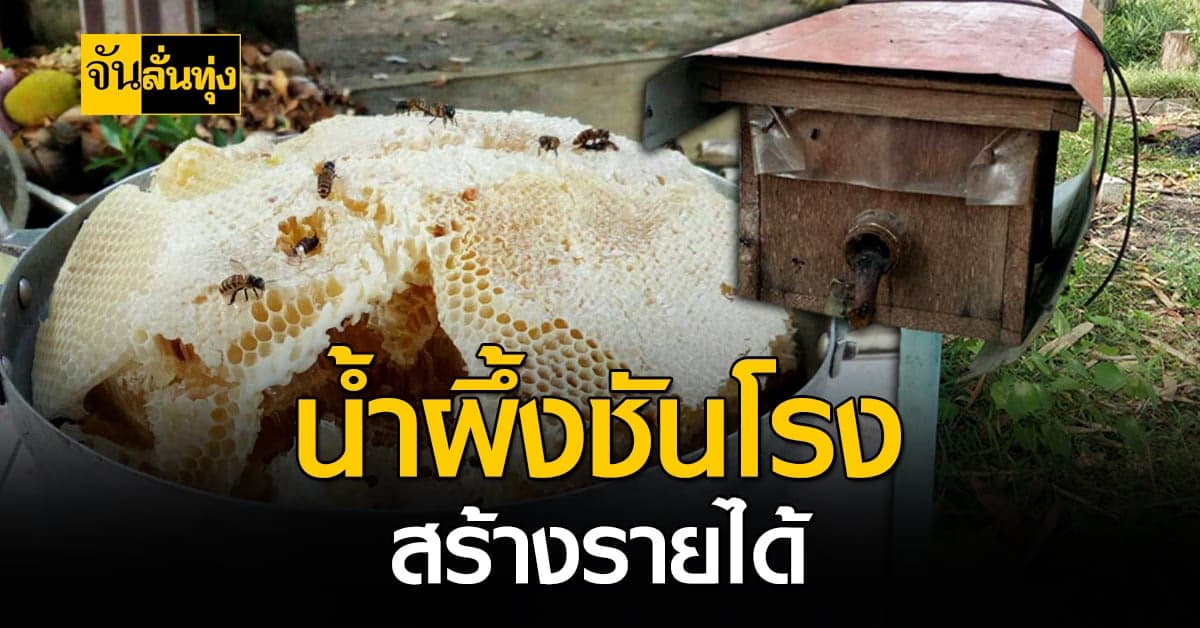 เกษตรกรเมืองสงขลา เลี้ยงชันโรงและผึ้งโพรง สร้างรายได้เสริม