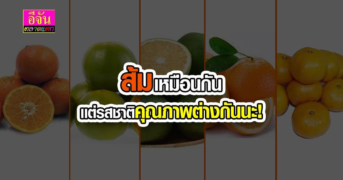 ส่องสายพันธุ์ ประโยชน์ ของส้มในไทย พันธุ์ไหนกินดี