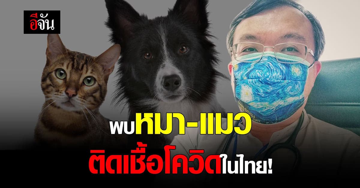 หมอธีระ เผย พบหมา-แมว ติดเชื้อโควิด ในประเทศไทย!