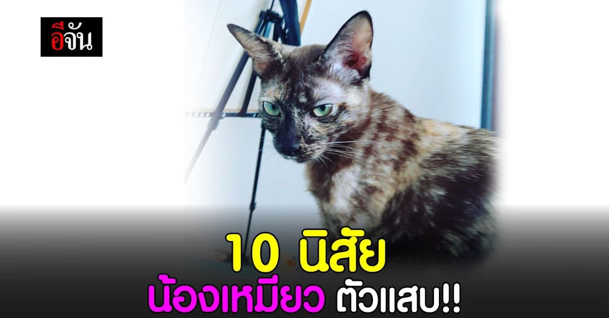 เช็ก 10 นิสัย แมว แมว ที่ ควรรู้ หากคิดจะเป็น ทาสแมว
