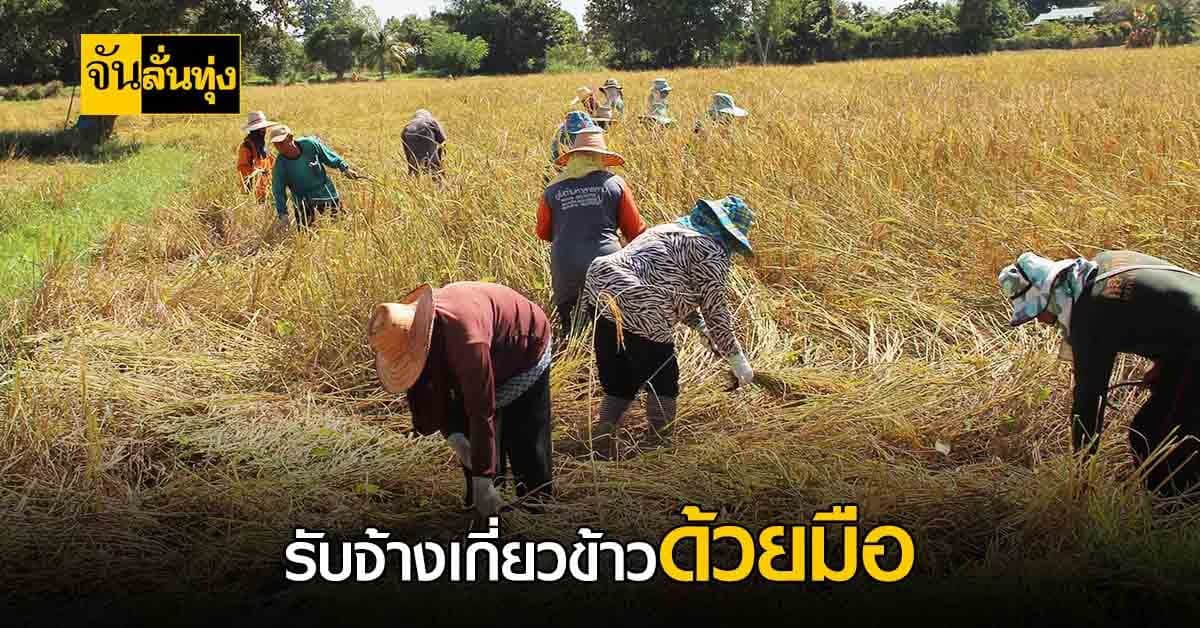 ชาวบ้าน รับจ้างเกี่ยวข้าว ช่วยเหลือเพื่อนชาวนา หลังเจอค่ารถเกี่ยวแพง