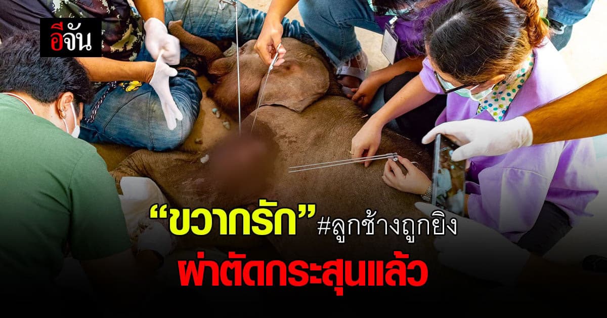 คืบหน้า “ขวากรัก” ลูกช้าง ถูกยิง ล่าสุดผ่าตัดกระสุนแล้ว
