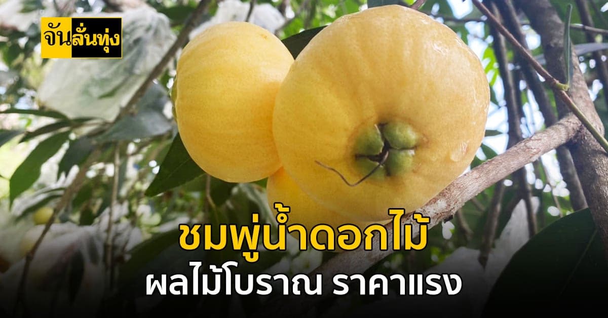 หวานหอมไม่เหมือนใคร? ชมพู่น้ำดอกไม้ ผลไม้โบราณ รสชาติหวาน หอม