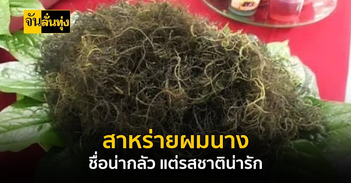 เมนูเด็ดลั่นทุ่ง วันนี้ขอเสนอ ยำสาหร่ายผมนาง