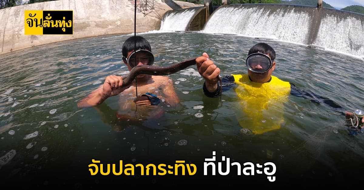 ตัวใหญ่มาก มาจับ ปลากระทิง ที่ป่าละอู