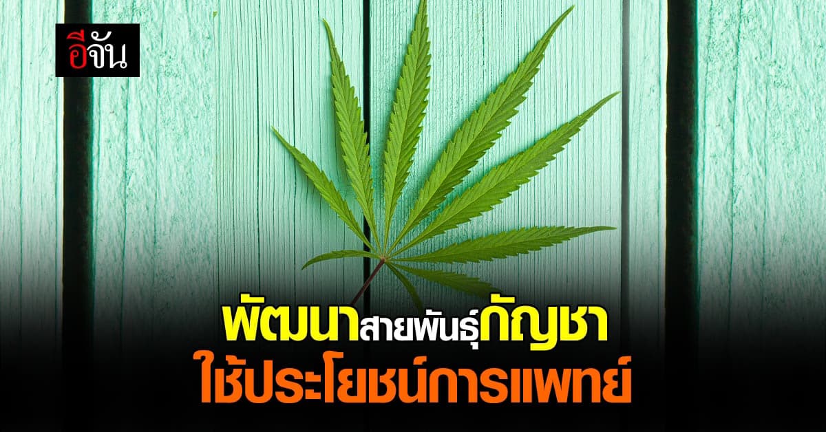 สธ. พัฒนาสายพันธุ์ กัญชา กัญชง ใช้ประโยชน์ทางการแพทย์ มุ่งสร้างรายได้